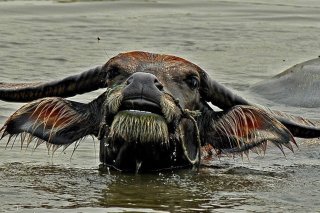 Le buffle d'eau peut peser jusqu'à 1200 kg et mesurer environ 2,5 m de long (archives).
